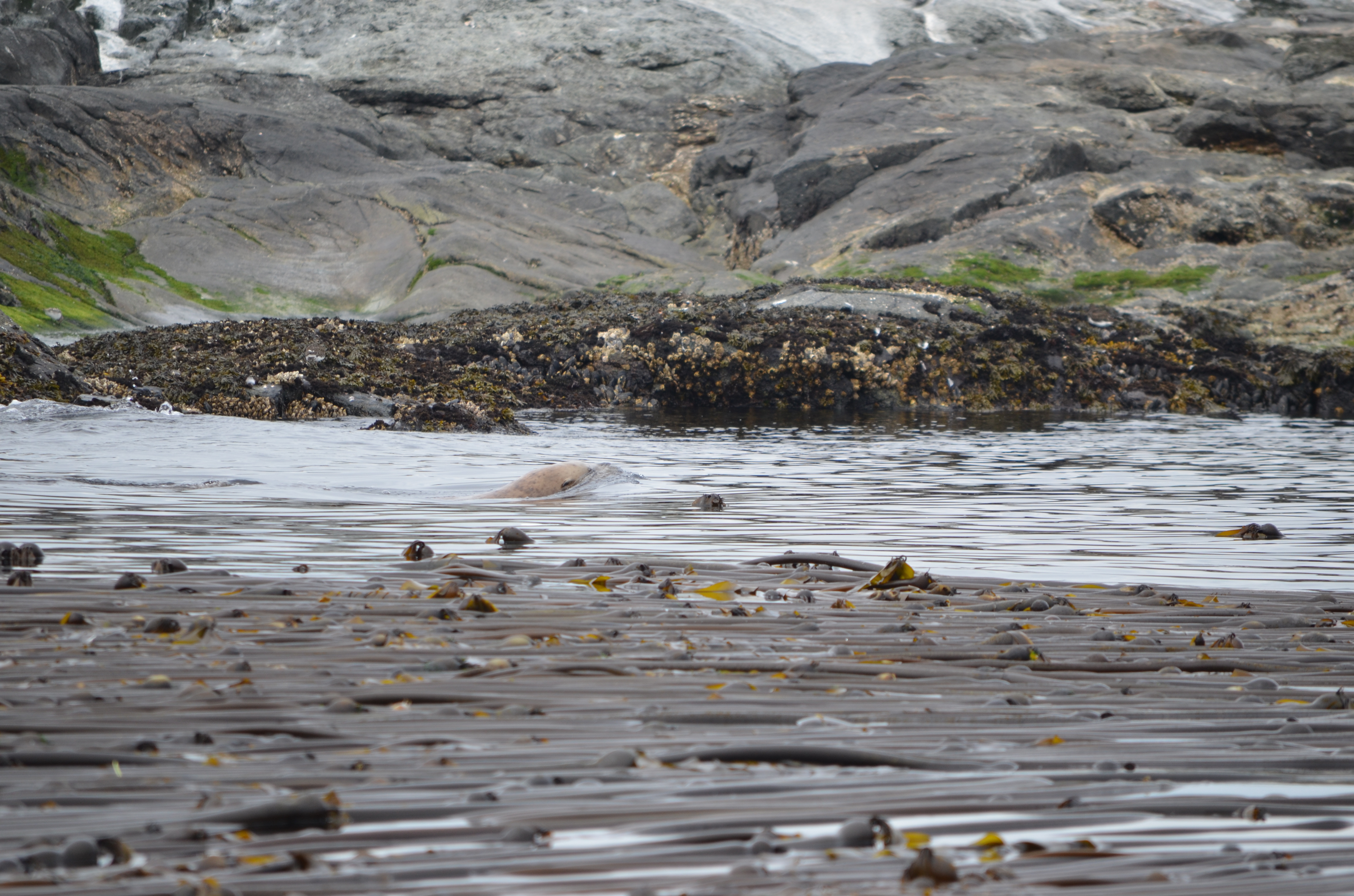 photos/wildlife/Mammal_Species/Steller Sea Lion/DSC_0226.JPG